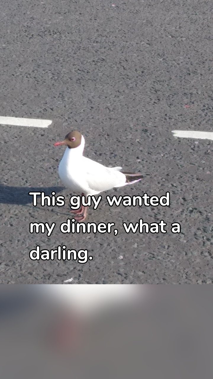 This guy wanted my dinner, what a darling.